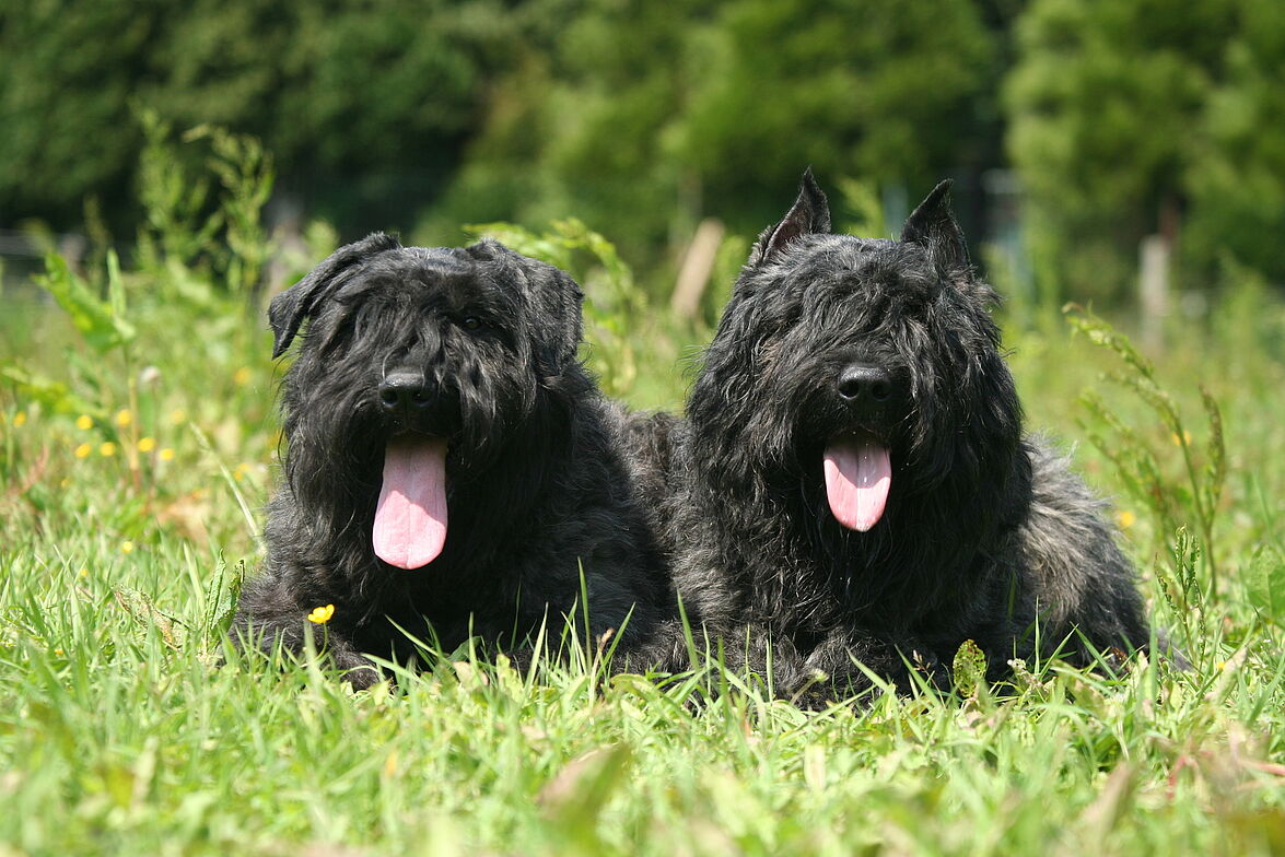 6 mois de sursis pour avoir massacré ses deux chiens