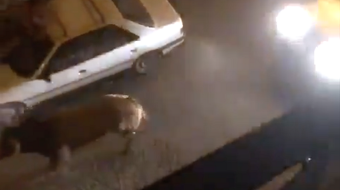 Horrible. Un conducteur percute délibérément un taureau échappé d’une arène en Espagne