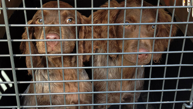 Elle vole les animaux qui lui avaient été retirés : 2 ans de prison ferme 