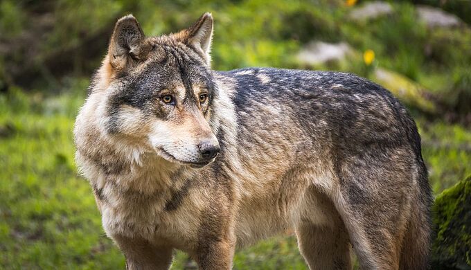 Les tirs contre les loups bientôt (encore) facilités en France !