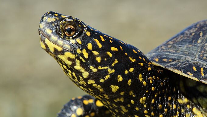 Les tortues ont leur jardin d’Eden