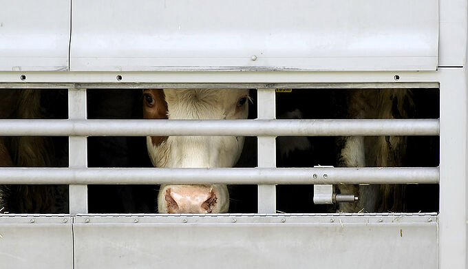 « Chaud dedans » : Welfarm, partenaire de 30 Millions d’Amis, alerte sur le transport d’animaux d’élevage en été