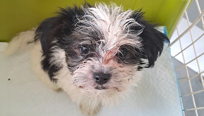 Mal en point, ce chiot devait être vendu avant son sauvetage par la Fondation 30 Millions d’Amis