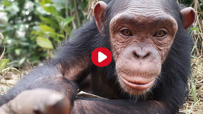 Le bonheur retrouvé pour 3 chimpanzés rescapés du trafic d’animaux