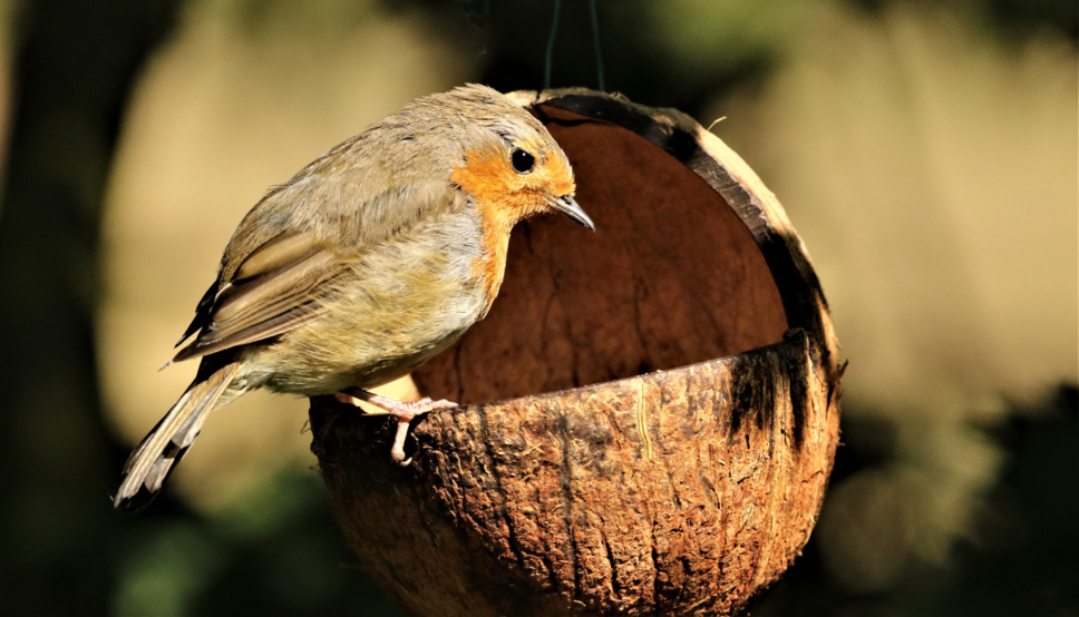 Le rouge-gorge et son nichoir – Animaux du Jardin