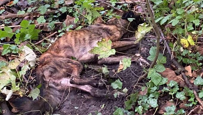Une chienne à l’agonie abandonnée en forêt