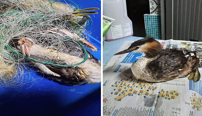 Piégés par un filet de pêche, 2 Grèbes Huppés succombent