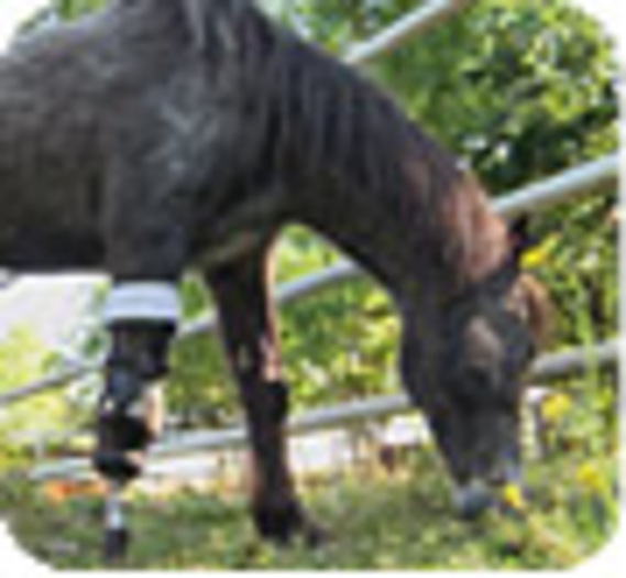 Un poney bionique nommé Molly