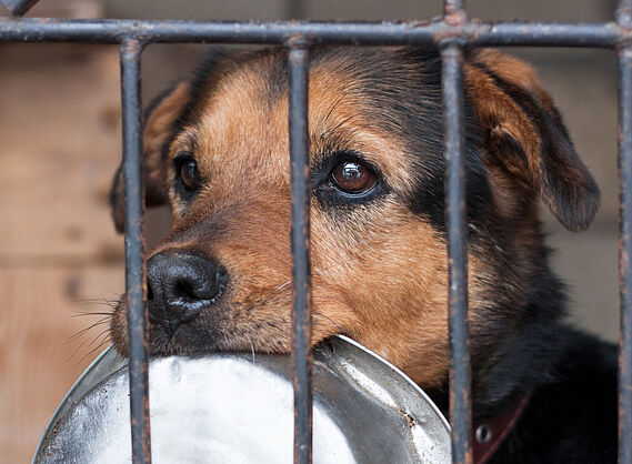 Près d'un million d'euros pour les animaux abandonnés