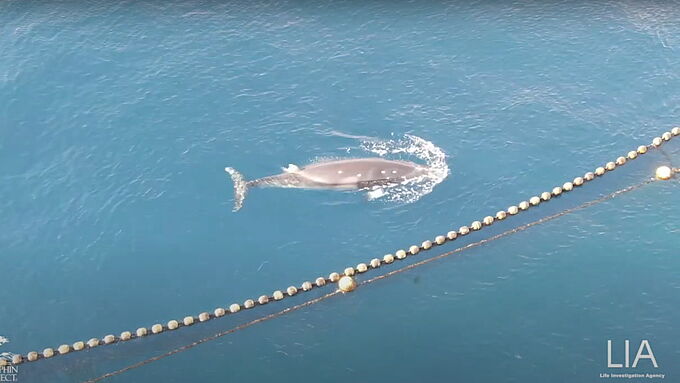 Prisonnière de filets de pêche, cette baleine a été achevée par noyade. Mobilisons-nous contre ce massacre