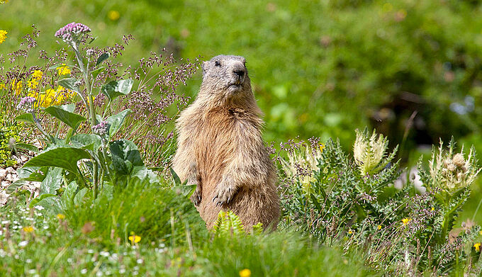 24 ONG, dont la Fondation 30 Millions d'Amis, exigent l'interdiction de la chasse à la marmotte