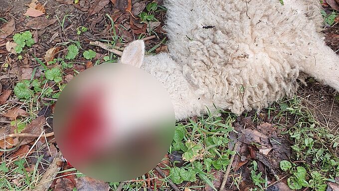Un agneau retrouvé mort avec un œil arraché