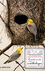 Carnets secrets d’un ornithologue