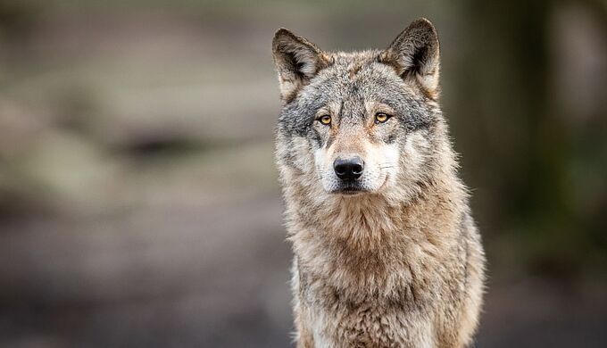 Le loup dans le viseur du président de la République
