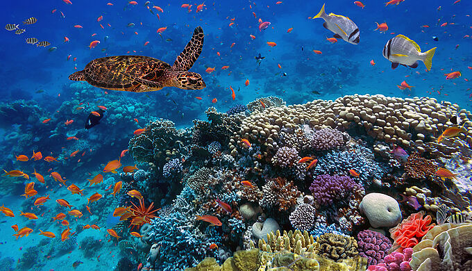 Restaurer la biodiversité marine d'ici 2050... oui, c'est possible !