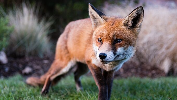 Un renard, un blaireau et un chevreuil réunis… dans un jardin !