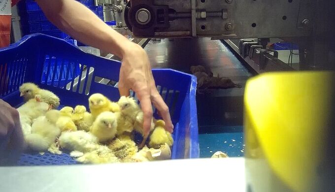 L214 dénonce « le broyage des poussins » dans un couvoir
