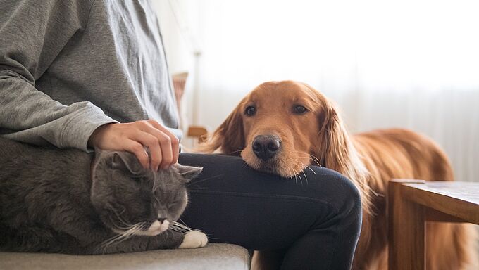 Suivi véto, promenade hygiénique... Comment garder mon animal en bonne santé durant le confinement ?