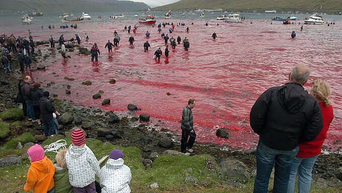 Iles Féroé : le massacre des baleines continue (presque) dans l’indifférence
