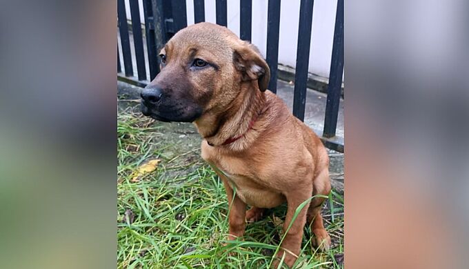 Prison ferme pour avoir maltraité sa chienne de 5 mois