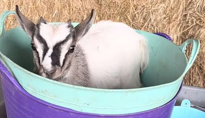 Un chevreau torturé à mort dans une ferme pédagogique