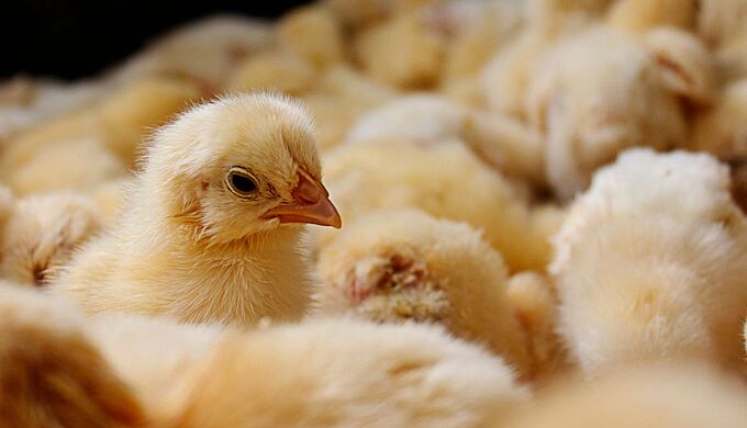 Élevage : vers la fin du broyage des poussins mâles en Europe ?