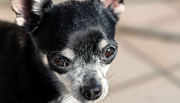 Un chihuahua tué d’un violent coup de pied !