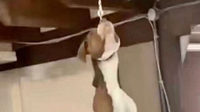 Un chien pendu à Bondy : la Fondation 30 Millions d'Amis porte plainte