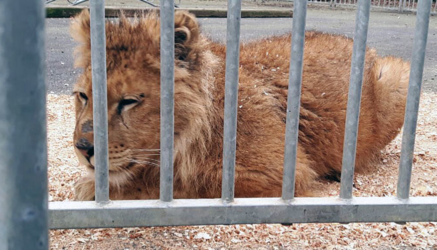 Le lion Savannah lors de son sauvetage en février 2016. © Zootransfer