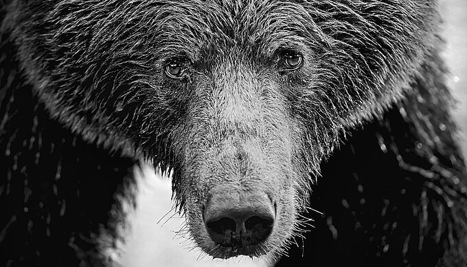 En Alaska, une ourse sauvage connue des observateurs... abattue par un chasseur !