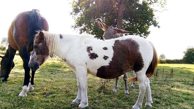 Une ponette tuée d’une balle dans la tête dans le Calvados