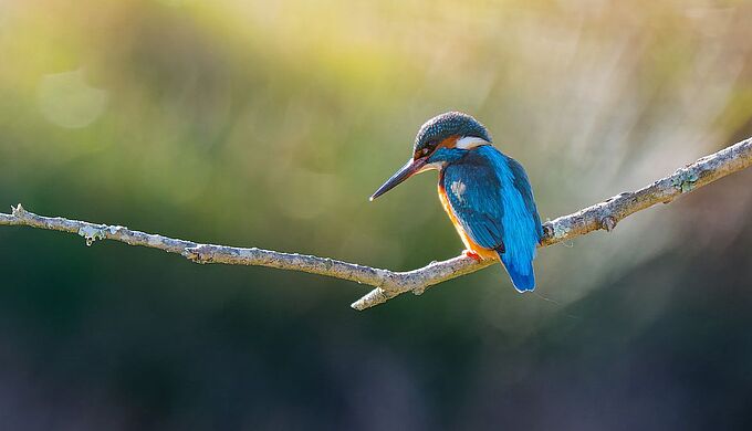 Se dépenser en observant la biodiversité : les parcours Sport et Nature de la LPO sont lancés !