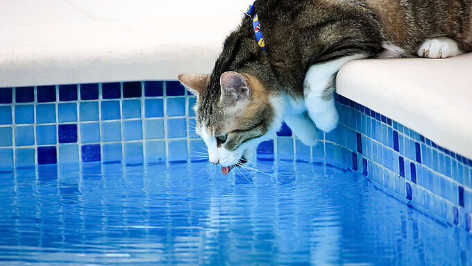 7 dangers qui menacent votre animal en vacances