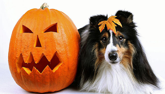 Halloween : retrouvez quelques conseils pour vous amuser tout en préservant vos animaux
