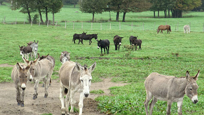 Des ânes sauvés de la maltraitance et de l’abandon reçoivent du foin et des soins