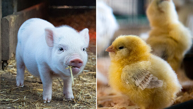 Julien Denormandie annonce la fin du broyage des poussins et de la castration à vif des porcelets d'ici à 2022. Vœu pieu ou véritable engagement ?
