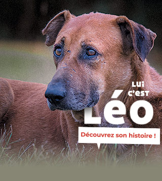 Léo vient d’être adopté, c’est un grand bonheur partagé