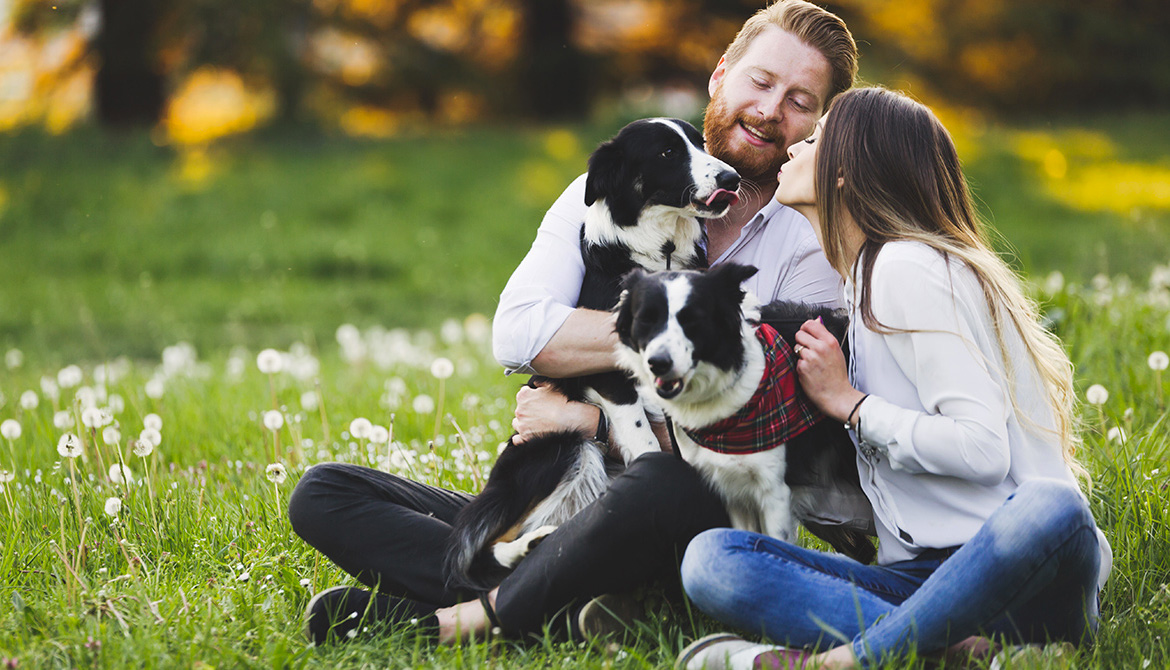 Les chiens : nos 30 millions d’amis plébiscités par les Français ! Animaux passion AdobeStock 146380560 05 Les chiens : nos 30 millions d’amis plébiscités par les Français !
