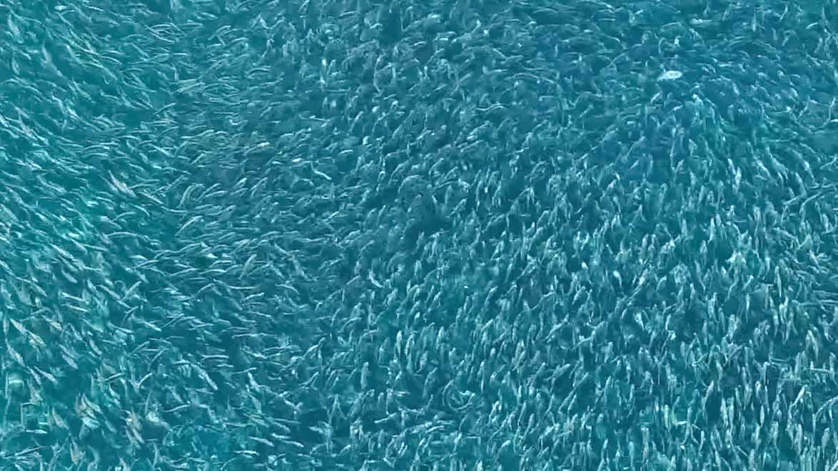 Des projets d’« usines à saumon » décriés en Bretagne et en Gironde Animaux passion AdobeStock 282908930 02 Des projets d’« usines à saumon » décriés en Bretagne et en Gironde