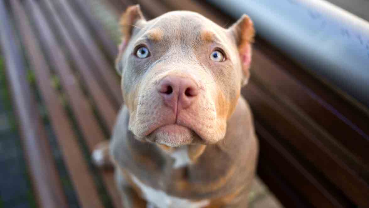 Le cadavre d’une chienne découvert dans un sac poubelle Animaux passion American Bully 04 Le cadavre d’une chienne découvert dans un sac poubelle