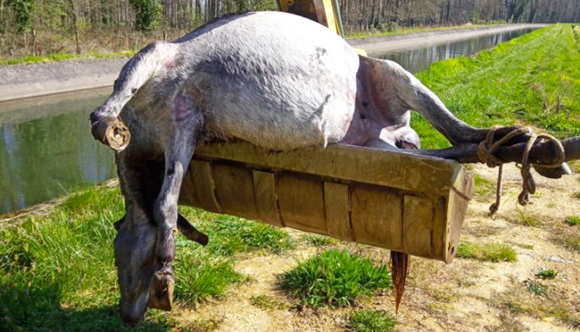 Une ânesse noyée et ligotée pendant sa mise à bas : appel à témoins Animaux passion Association Les Potes a Pouf 02 Une ânesse noyée et ligotée pendant sa mise à bas : appel à témoins