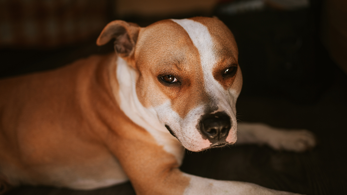 Toulouse : une chienne survit à plusieurs coups de hache, son maître retrouvé mort Animaux passion CB2ADCD8 A8D8 456E 97F7 850F0F66E312 Toulouse : une chienne survit à plusieurs coups de hache, son maître retrouvé mort