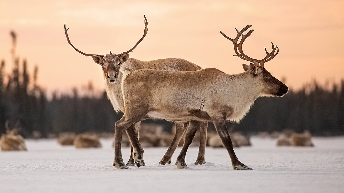 Symbole de Noël, le caribou est enfin protégé… ou presque ! Animaux passion Caribous toundriques Jean Simon Begin 02 Symbole de Noël, le caribou est enfin protégé… ou presque !