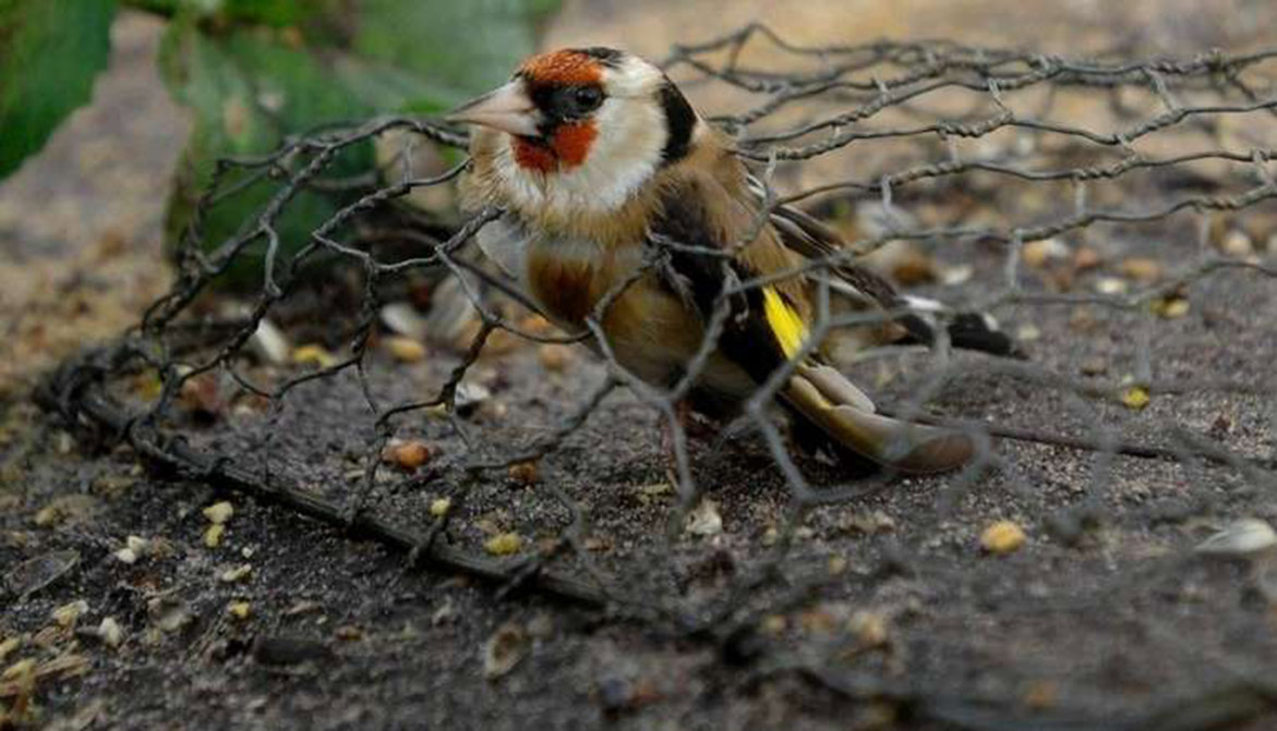 Le piégeage traditionnel des oiseaux sauvages, bientôt de l’histoire ancienne ? Animaux passion Carine Charlier FB un chardonneret elegant espece protege pris dans une matole 02 Le piégeage traditionnel des oiseaux sauvages, bientôt de l’histoire ancienne ?