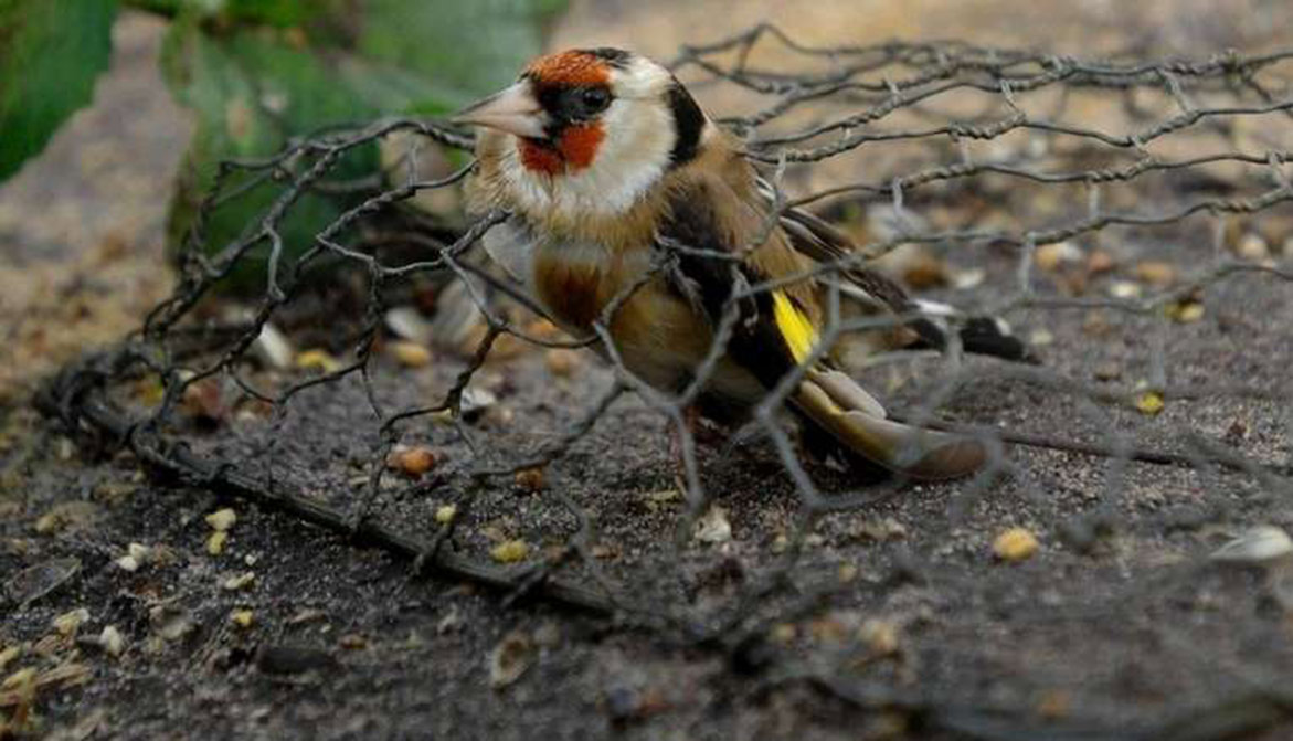 Le piégeage traditionnel des oiseaux sauvages, bientôt de l'histoire  ancienne ? - Fondation 30 Millions d'Amis