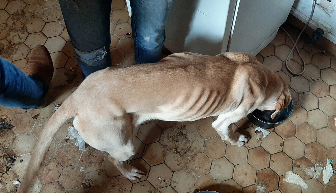 Un labrador cachectique abandonné dans une maison Animaux passion Dobby 02 Un labrador cachectique abandonné dans une maison