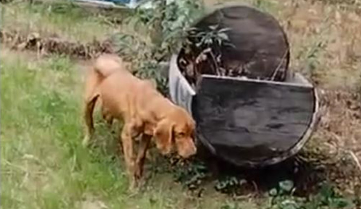 Ce chien a succombé malgré les signalements Animaux passion Gully 2 02 Ce chien a succombé malgré les signalements
