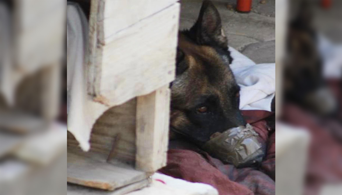 Un individu filmé en train de scotcher le museau de son chien ! Animaux passion Horion 02 Un individu filmé en train de scotcher le museau de son chien !