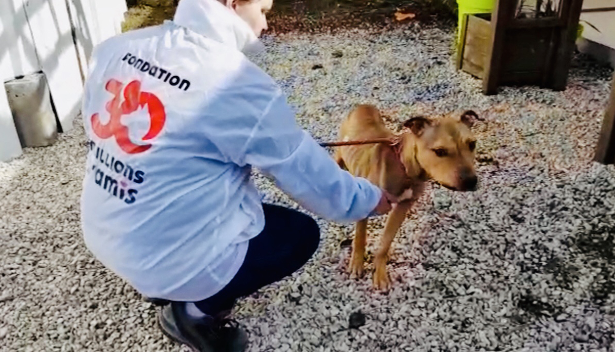 Protection animale et bénévolat une clarification s