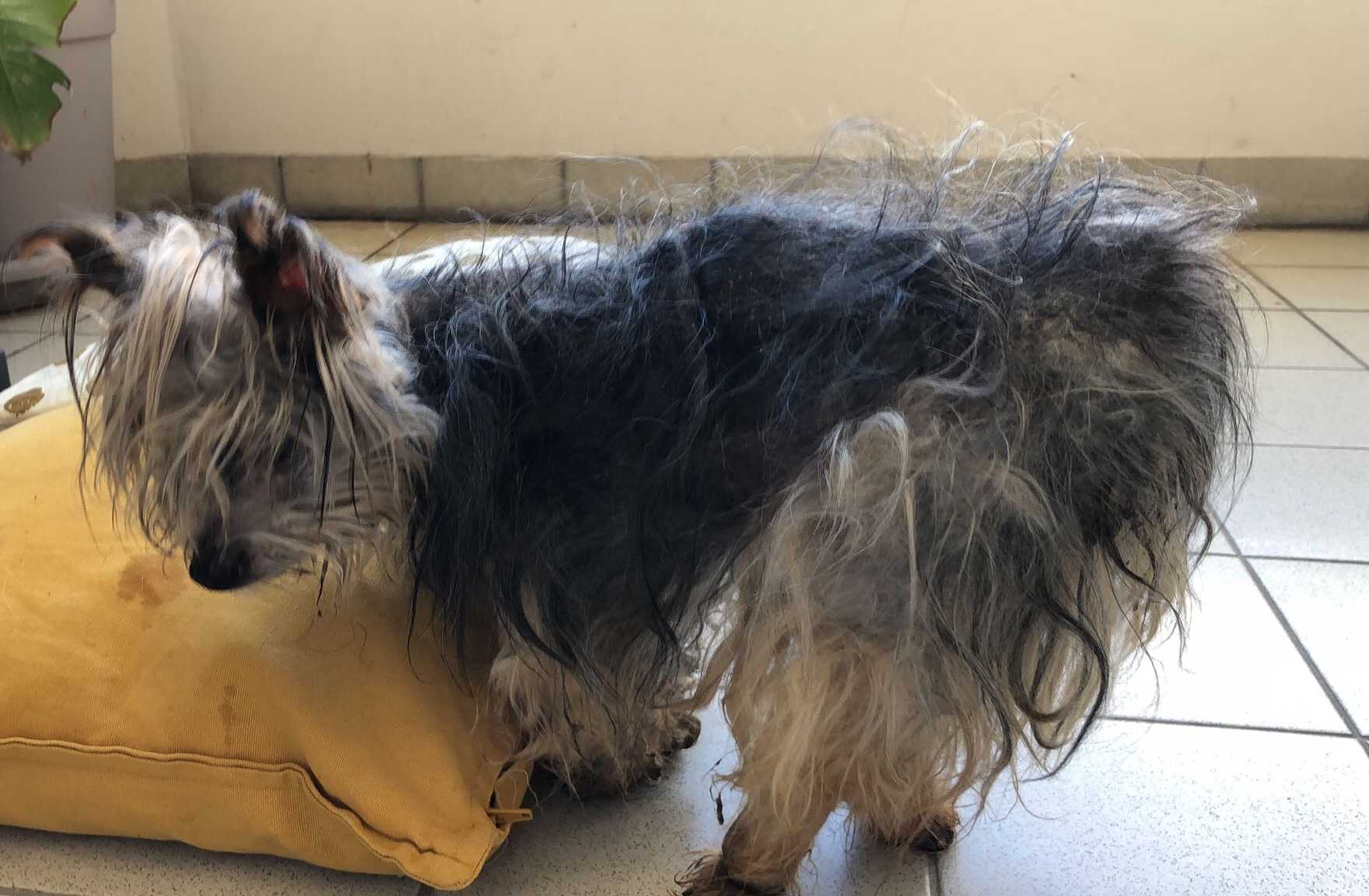 SOS pour Atchoum, un chien de 16 ans qui a échappé à l’euthanasie Animaux passion Image d iOS 12 02 SOS pour Atchoum, un chien de 16 ans qui a échappé à l’euthanasie